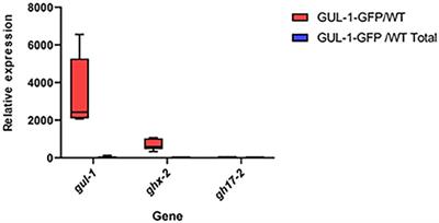 The GUL-1 Protein Binds Multiple RNAs Involved in Cell Wall Remodeling and Affects the MAK-1 Pathway in Neurospora crassa